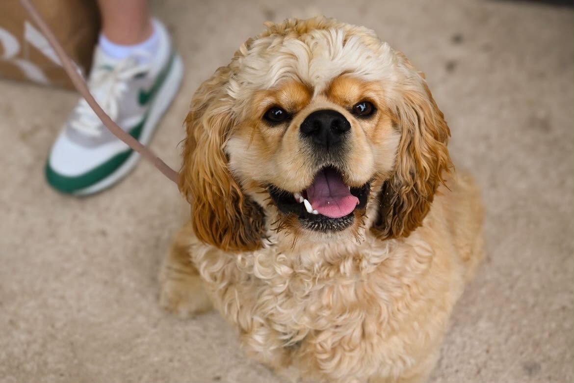Huisdierenfotografie — Beste Maatjes